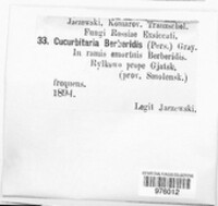 Cucurbitaria berberidis image